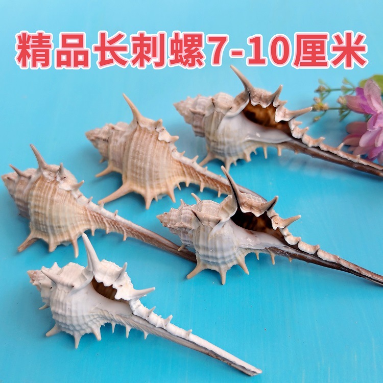 Natural shell snail conch 5-9cm home fish tank aquarium contrast micro landscape decoration