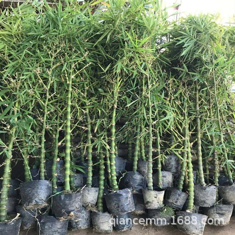 Бамбук с животом Будды, горшечный, для двора, крупное зеленое растение, цветы, бамбук Лохан, горшечный, декоративный бамбук в любое время года