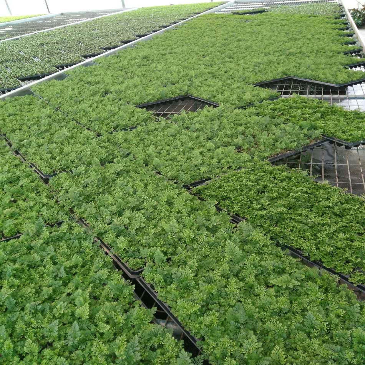 Micro-Landscape Wolf Tail Fern, Dense Leaf Hydroponic Fern, Shade-Tolerant Living Room, Indoor and Outdoor Hanging, Easy to Maintain, Evergreen All Year Round