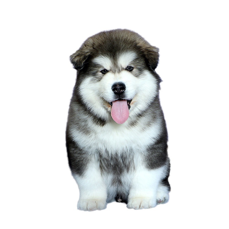 Pet Health Nutrition Supplement Small Garden