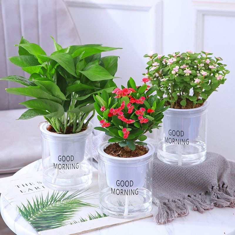 Green dill rich tree asparagus fleshy flower potted plant indoor mint rich bamboo hydroponic small green plant to feed well