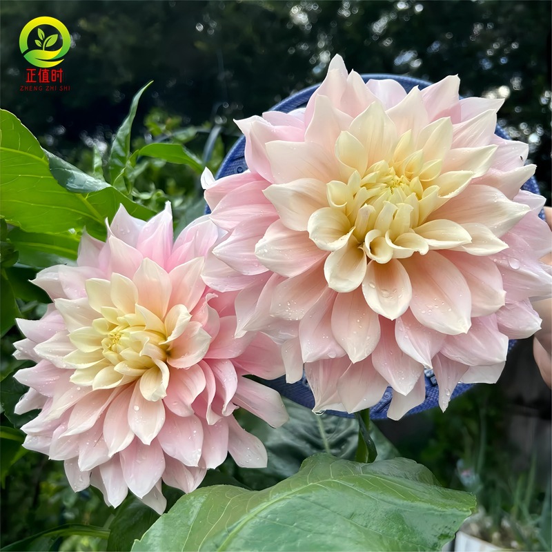 Dahlia Seed Bulbs, Imperial Dahlia Flower Seedlings, Cream Peach Dahlia Garden Giant Dahlia Bulbs Potted Plants