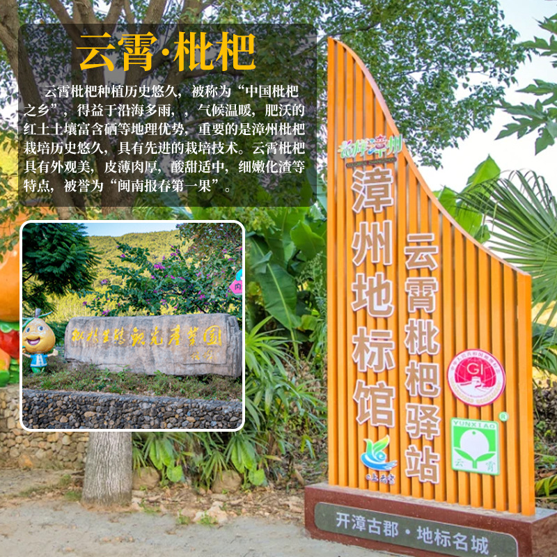 Shunfeng Big Fruit 4.50kg Authentic Yunxiao Loquat Fresh Fruit Fresh Fruit Whole Box Pipa Batch Sweet Seasonal Gift Box