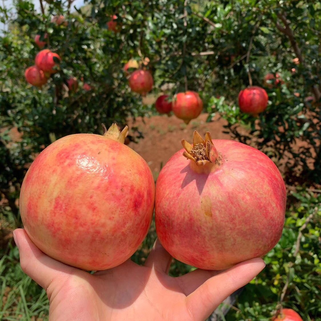 [Strictly Selected] Sichuan Daliangshan Tunisian Soft Seed Pomegranate 4kg Fresh Fruit Seasonal Sweet and Sour Large Pomegranate