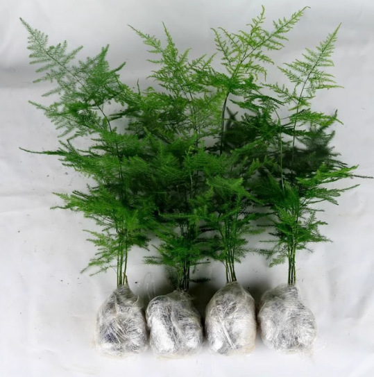 Спаржа, горшечные зеленые растения, цветочные бонсай, комнатные растения, гидропонный бамбук, спаржа, крупные саженцы, вечнозеленые круглый год