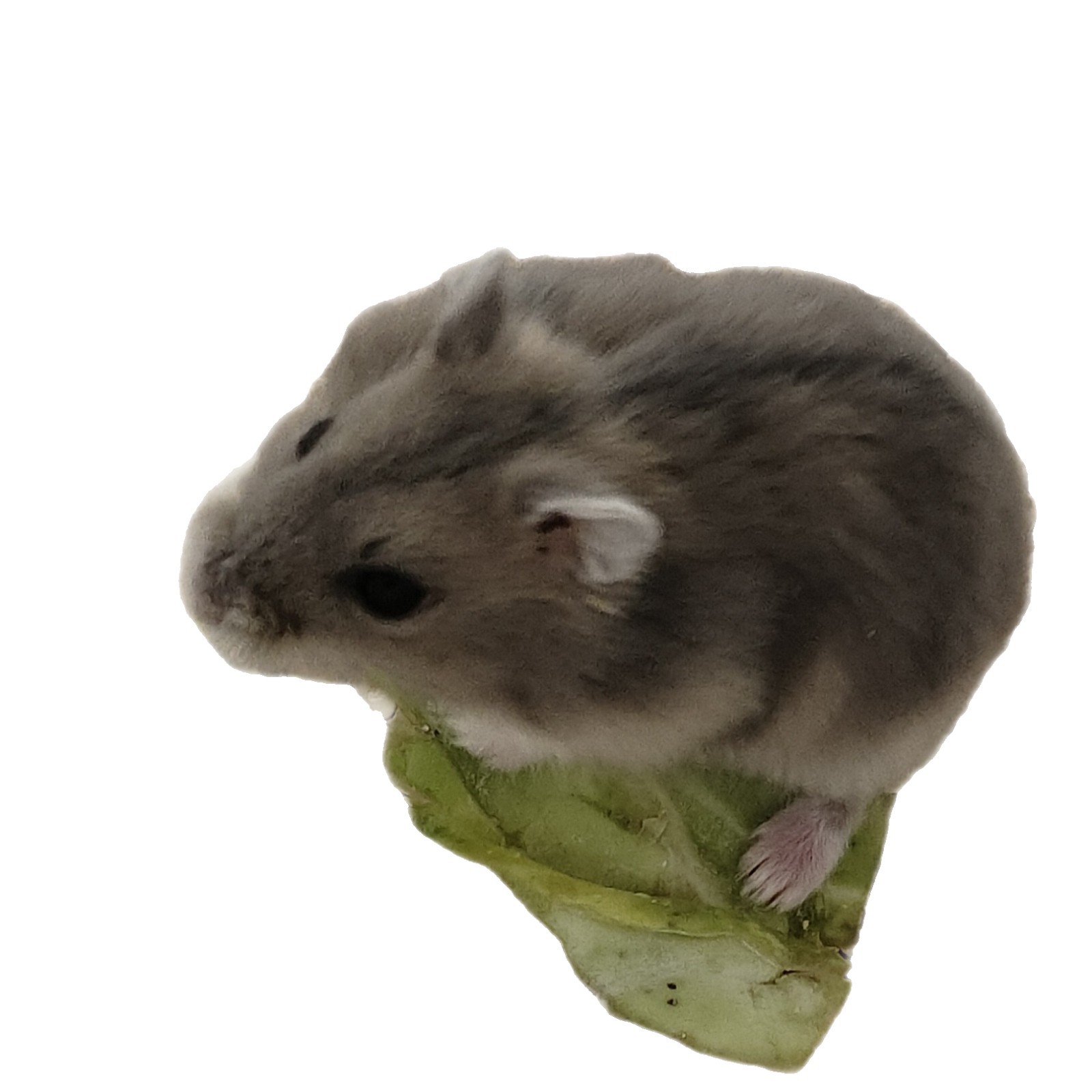 Pet Hamster Live Animal Pet Silver Fox Pudding Three-Line Purple Hamster Stall Set Small Pet