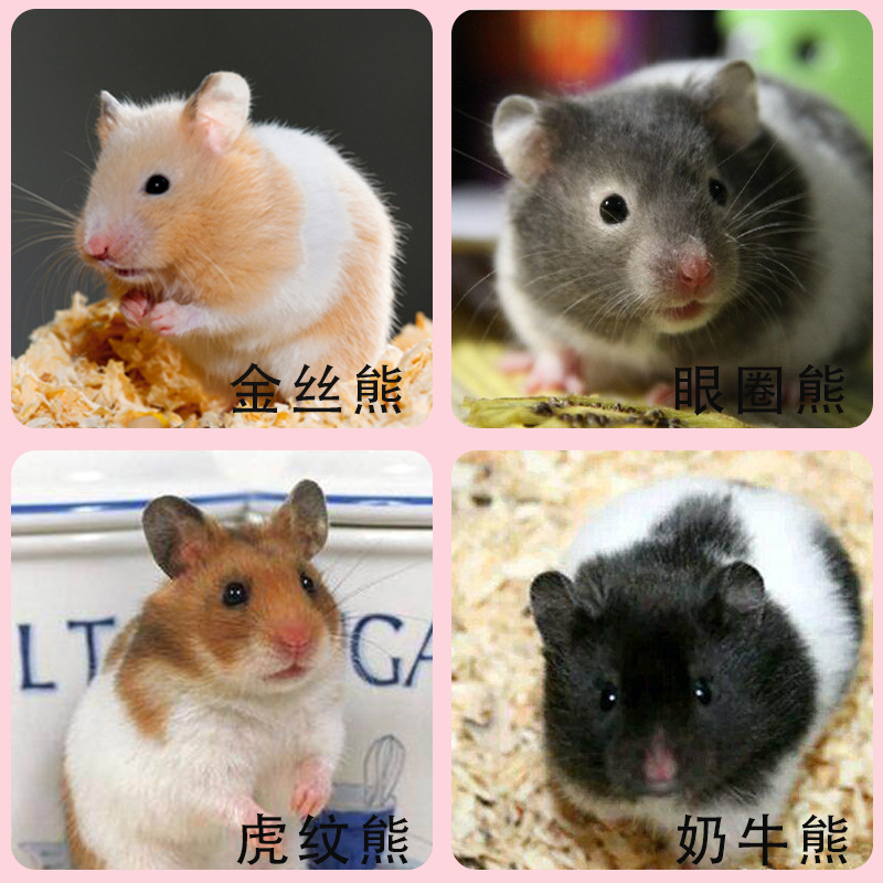 No live generation pet hamster live Zicang three-line pudding milk tea in-laws live golden bear wholesale breeding