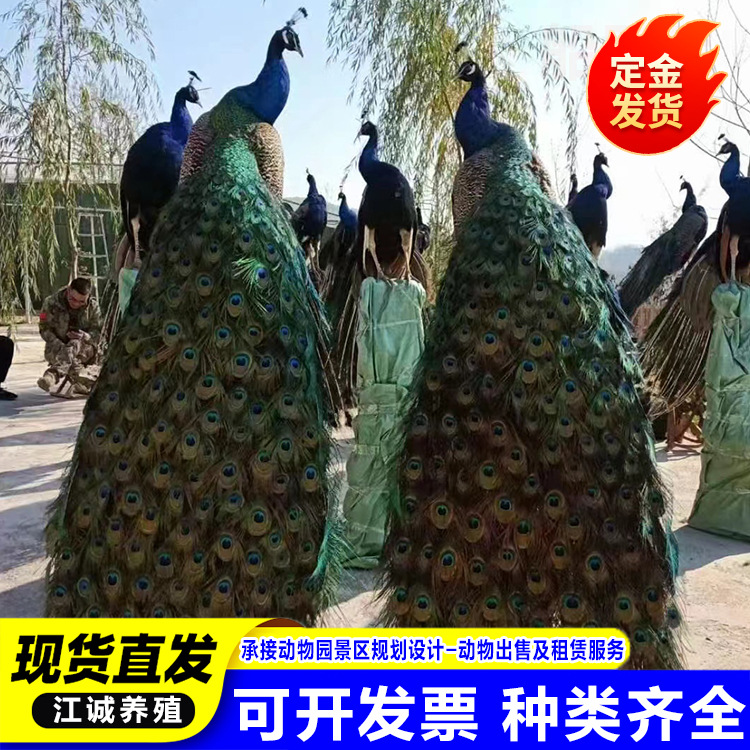 Large-Tailed Ornamental Peacock Live Wholesale Sale of Warm-Peacock Seedlings Blue and White Flower Peacock Breeding Base