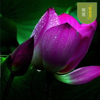 Special Lotus Seeds, Open Lotus Seeds, Water Lilies, Hydroponic Seeds for All Seasons, Water-Grown Bowl Lotus Flowers