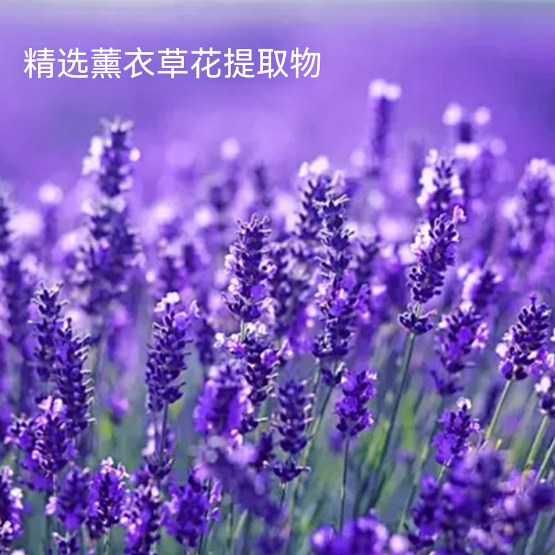 Spot Ayisha Lavender Sleep Spray Aromatherapy Essential Oil Pure Dew Pillow Fragrance High-End Clothing Fragrance Spray Wholesale