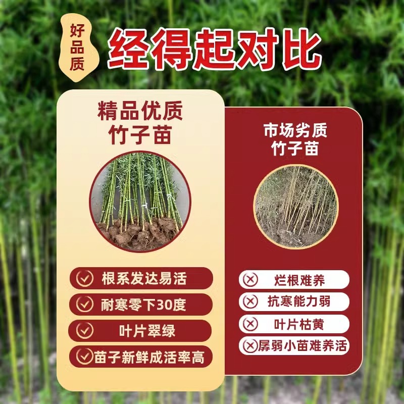 Bamboo Seedlings Courtyard Outdoor Plants Northern Ornamental Potted Purple Green Bamboo Golden Bamboo Luohan Bamboo All Year Round Green Plants Precious