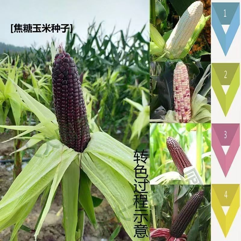Nationally Approved Black Corn Star Nuo No. 44 Seed Corn Contains Rich Anthocyanin Nutrition and Spring & Fall High-Yielding Corn Seeds