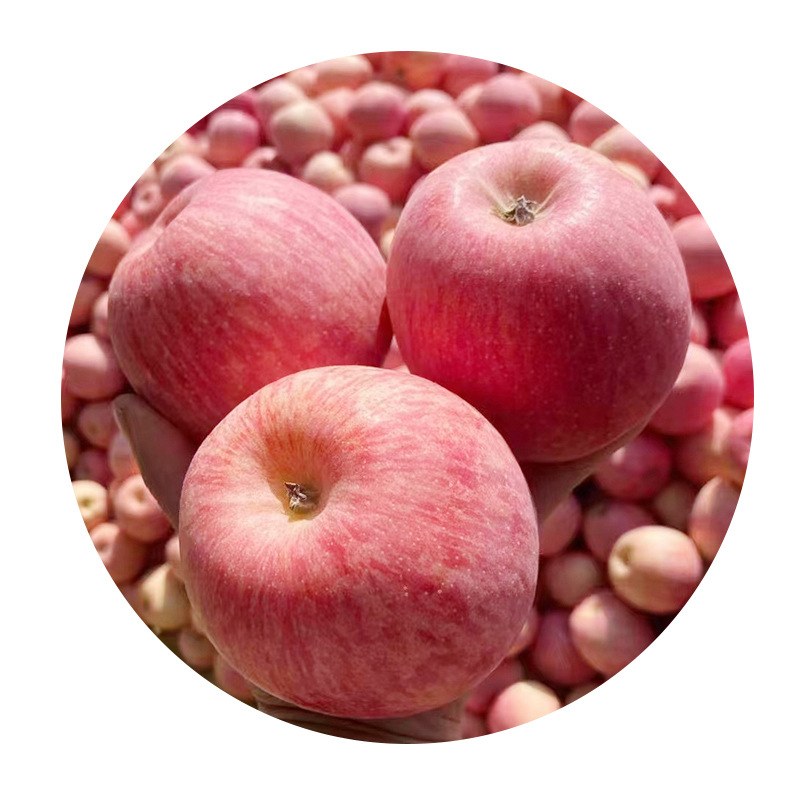 [Year-Round Supply] Shandong Yantai Qixia Red Fuji Apple Fresh Seasonal Fruit Wholesale Dropshipping