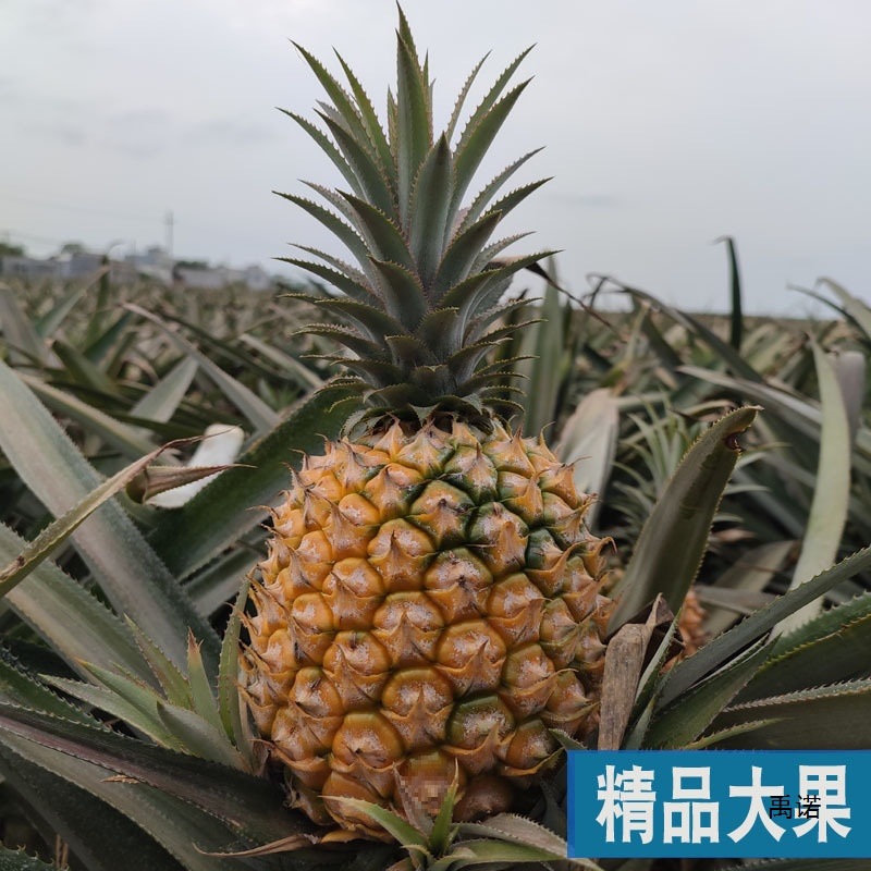 Hot Selling Guangdong Xuwen Pineapple Fruit 5kg Pack Seasonal Perfume Pineapple Fresh Pineapple Zhanjiang Crispy Small Pineapple