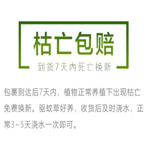 Mosquito Repellent Potted Plants, Outdoor and Indoor Green Plants, Mosquito Repellent Seeds, Courtyard Fragrant Leaves, Geranium Flowers, Anti-Mosquitoes