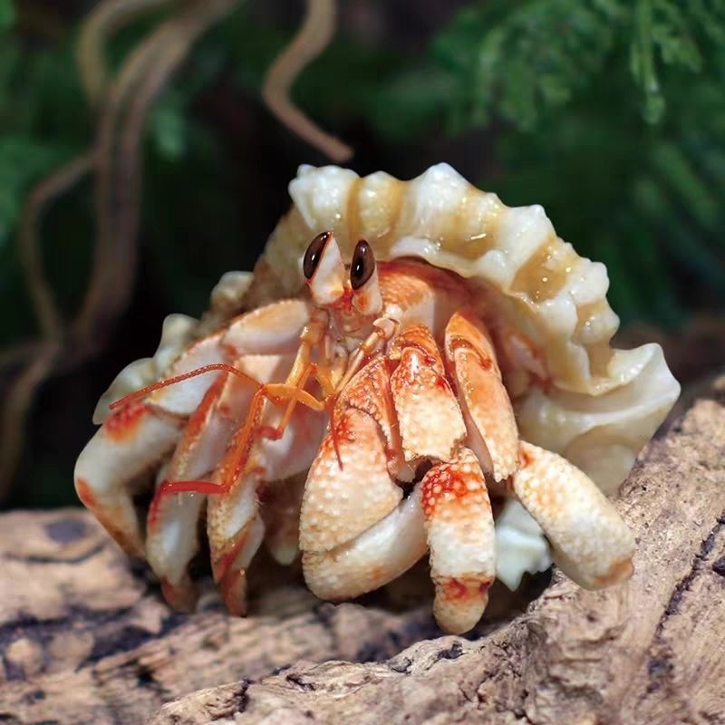 Terrestrial hermit crab wholesale living stall adorable bean curd gray short wrist dark purple blackberry