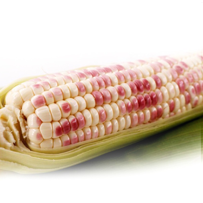 Rongyunuo No. 88 Flower Sweet Waxy Corn Seeds Glutinous Corn Seeds Full Color Glutinous Fragrant High-Yielding Fruit Larvae Super Sweet