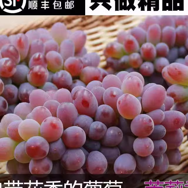 [Shun Feng Bao You] Authentic Northeast Jasmine Grape Seedless Tulip Grape Now Picked and Pregnant