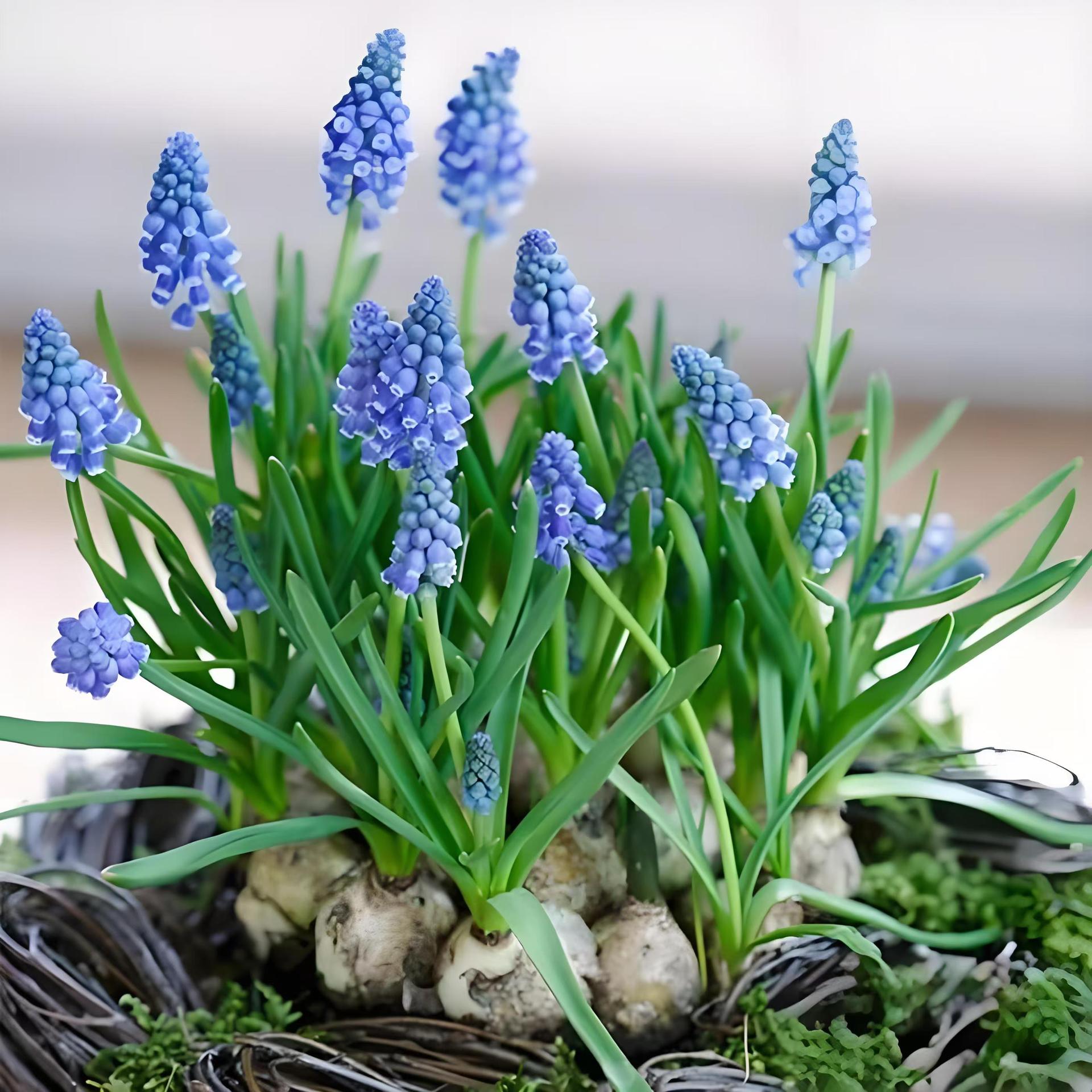 Grape Hyacinth Seed Bulbs Soil Culture Hydroponic Flower Seeds Autumn and Winter Planting Flowering Cold-Resistant Grape Hyacinth