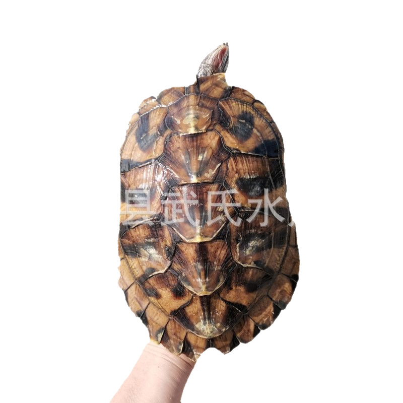 3-18cm size Brazilian tortoise live Brazilian seedling ornamental tortoise pet wholesale turtle live red-eared Brazilian tortoise