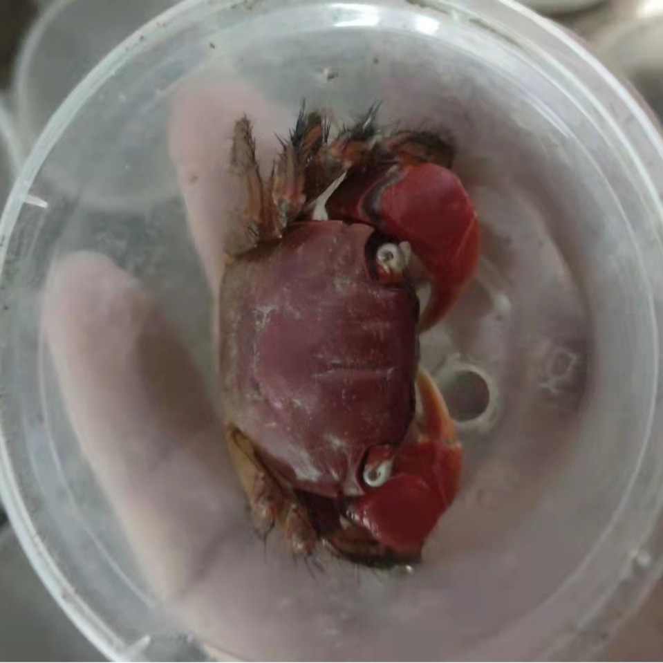 Ornamental Crab Red Crab Stay Crab Stay Hand Crab Fish Tank Crab Live Crab Feed Crab Stall Crab Independent Packaging Wholesale
