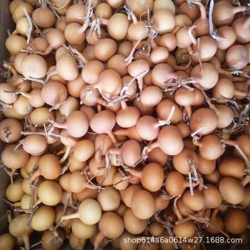 Natural gourd small American hand twist gourd Wen play play small gourd gourd crafts wholesale