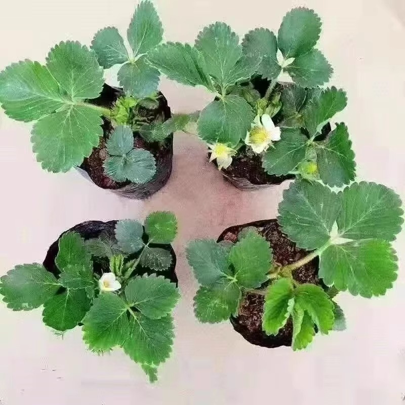 Original Potted Strawberry Seedlings with Soil, Fruit, and Flowers, Bearing Fruit in the Same Year, Edible Red Milk Strawberry Seedlings with Pots for Balcony