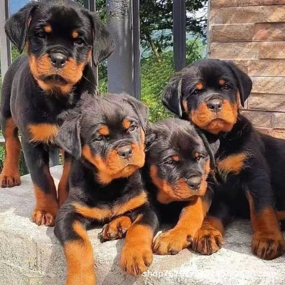 Оптовая продажа ротвейлеров, крупные собаки, противоагрессивные щенки, чистокровные немецкие охранные собаки, рабочие собаки