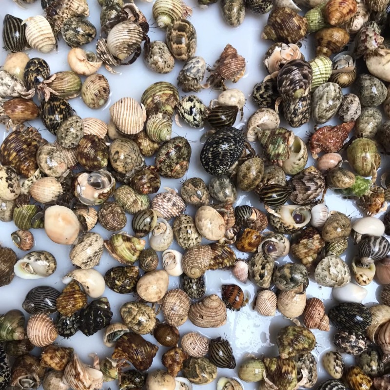 [stall hermit crab wholesale] hermit crab pet watch crab live pet