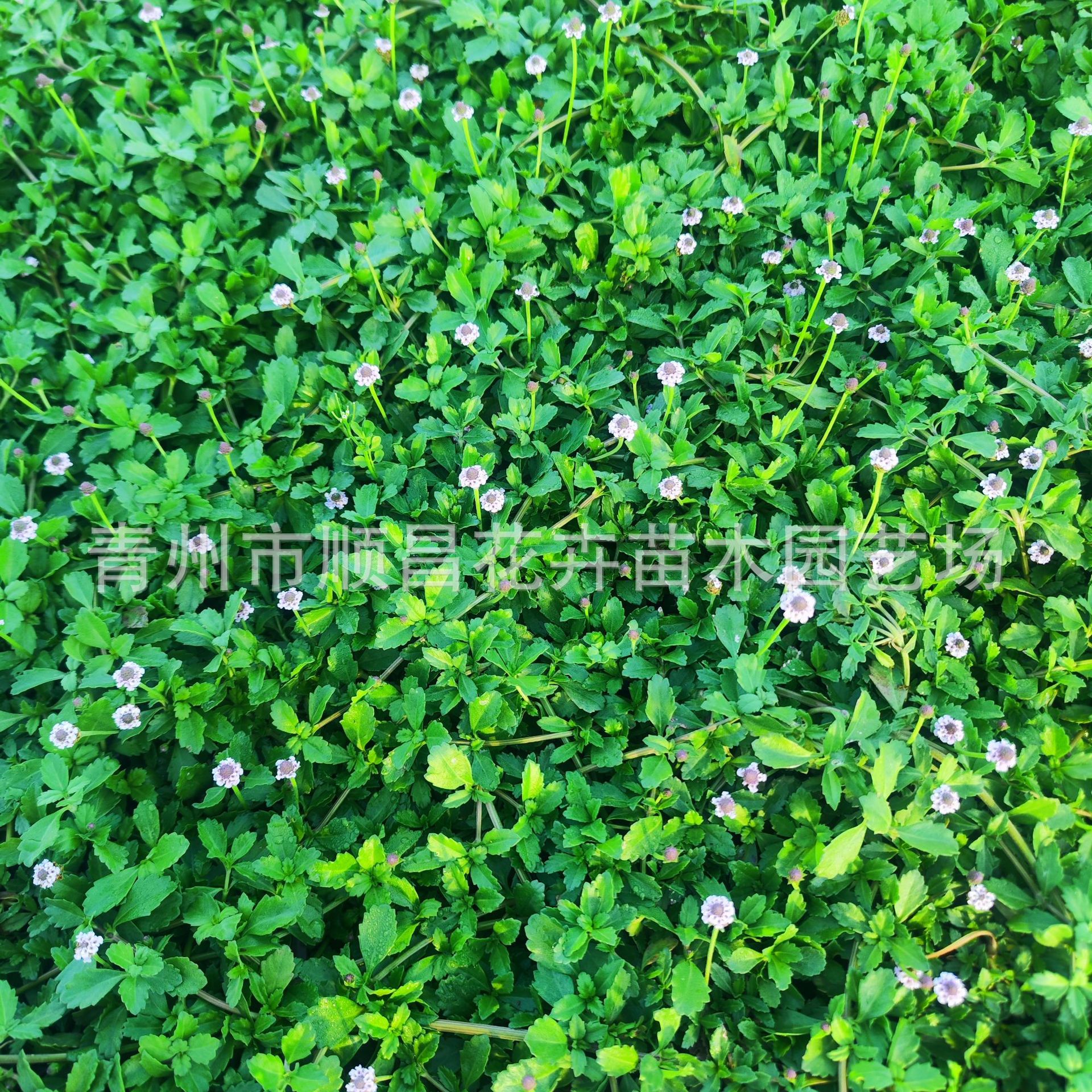 Jiyan Chui Grass Is Heat-Resistant and Cold-Resistant and Blooms in All Seasons. Outdoor Lawn Courtyard Ground Cover Florals and Greening Slope Protection Perennial Florals