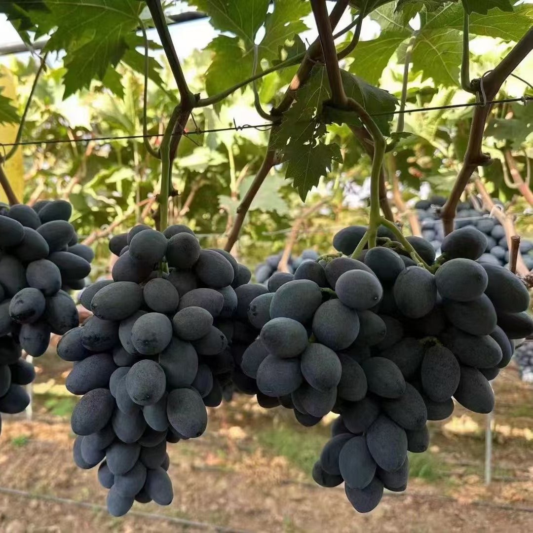 Саженцы винограда австралийского сладкого короля, привитые саженцы, низкая цена