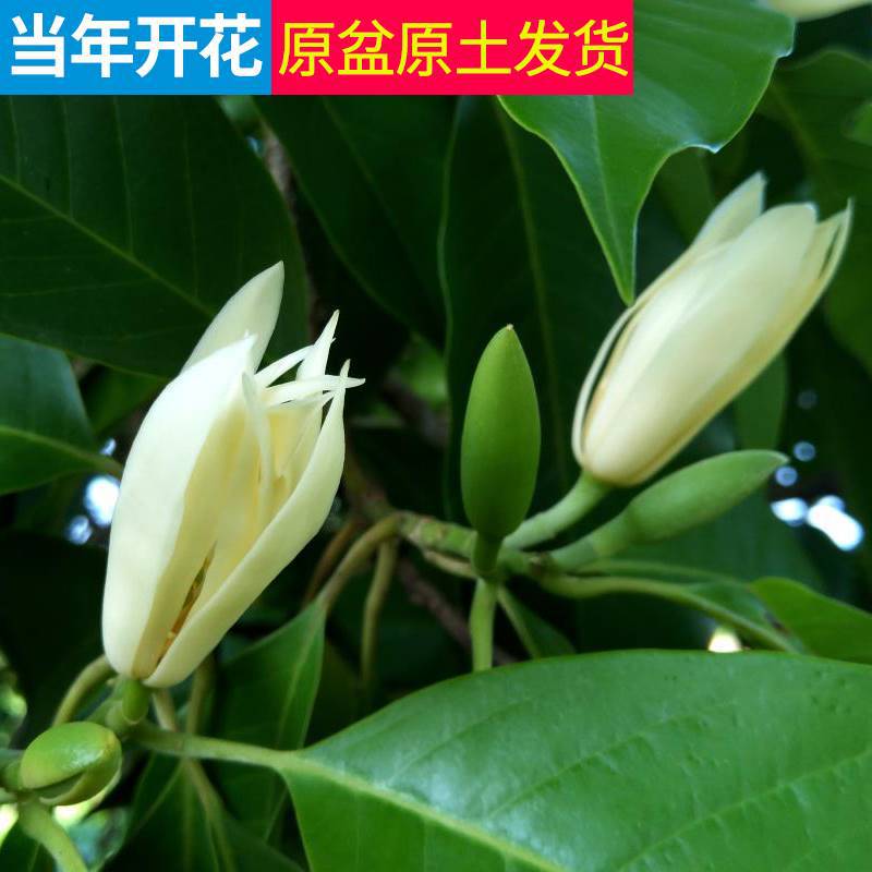 White Orchid Potted Flower Plant Indoor Magnolia Sapling with Buds Blooming Green Plant Strong-Scented Yellow Horn Orchid Easy to Grow