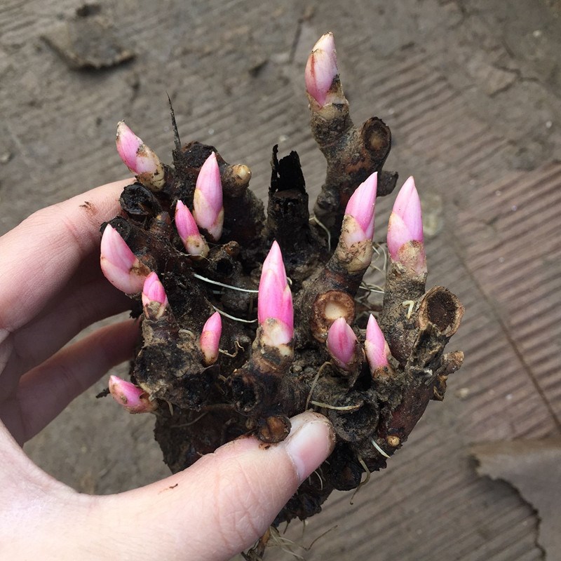 Peony Root Balls with Buds, Peony Flower Root Bulbs, Bloom in the Same Year, Indoor Courtyard Green Plants, Potted, Cold-Resistant and Easy to Care for