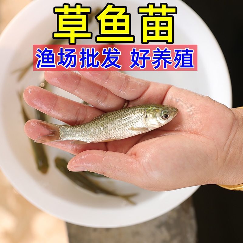 Wholesale of Grass Carp Fry, Half a Pound of Large Live Fish Fry, Crispy Meat, Anhui Freshwater Cultured Edible Silver Carp, Silver Carp, Bighead Carp, Fat-Headed Male Fish with Big Head