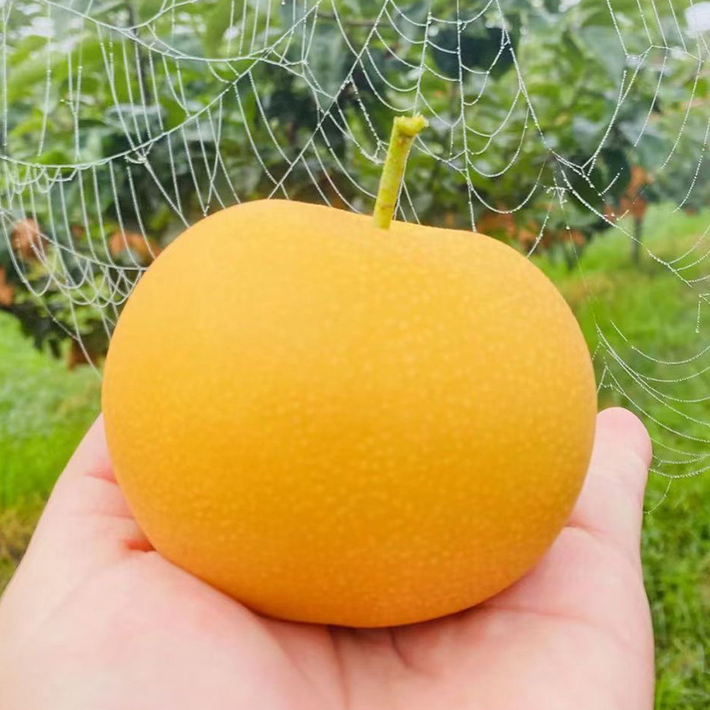 Shandong Qiuyue Pear Gift Box 2.5kg Seasonal Fresh Fruit Crisp Sweet Pears Rock Sugar Pears Wholesale and Delivery