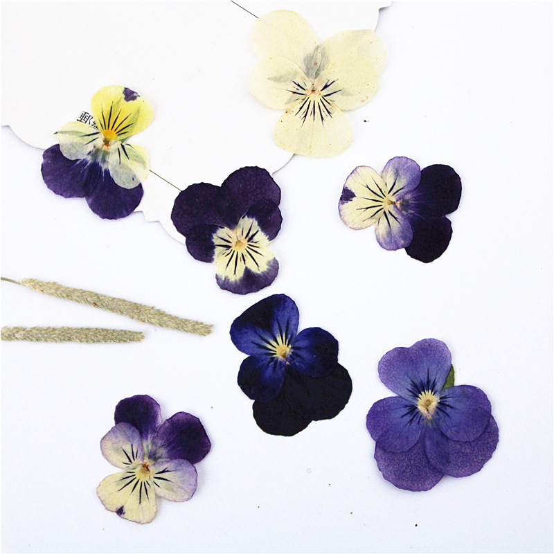 Corner Pansy Dried Flower Embossed Flower Material Bag Real Flower Plant Specimen DIY Handmade Real Flower Table Lamp Photo Frame