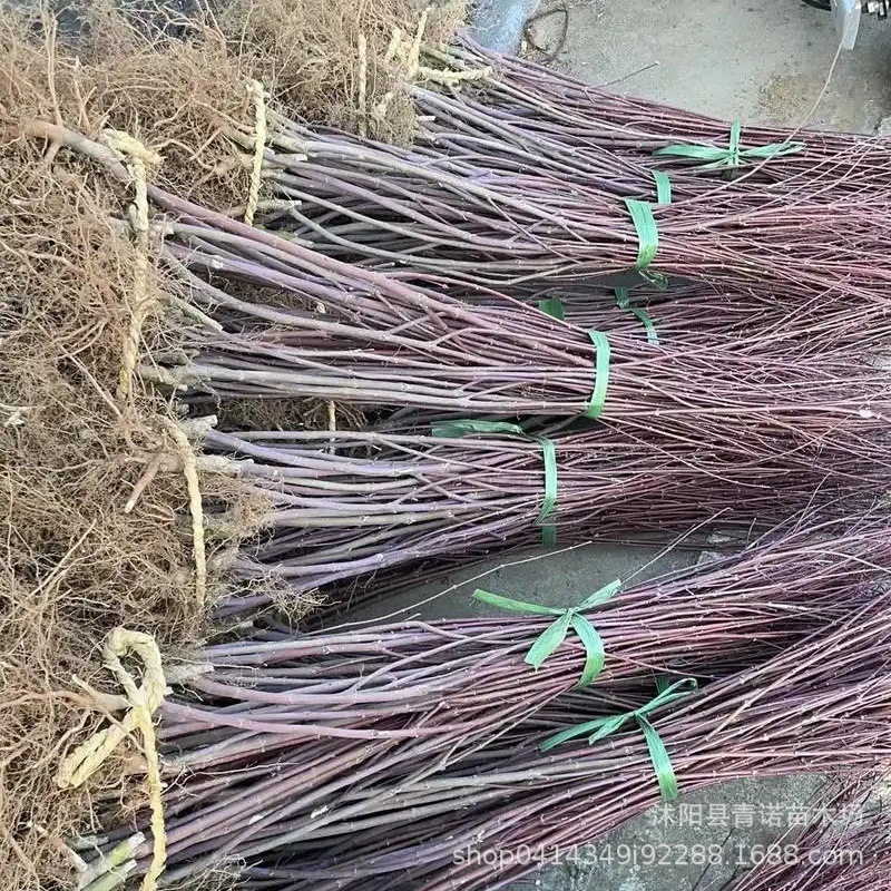 Japanese Red Maple Seedlings for Sale, Available in Various Varieties for All Seasons, Large Quantity Discounts