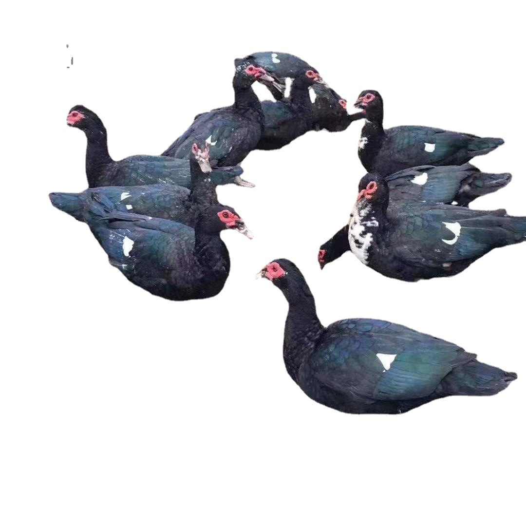Black Duck Ducklings Are Sold at Factory Prices, Muscovy Ducklings, Flower Ducklings, Fire Ducklings, African Wild Goose Duck Meat Ducks, Native Ducklings Hatching