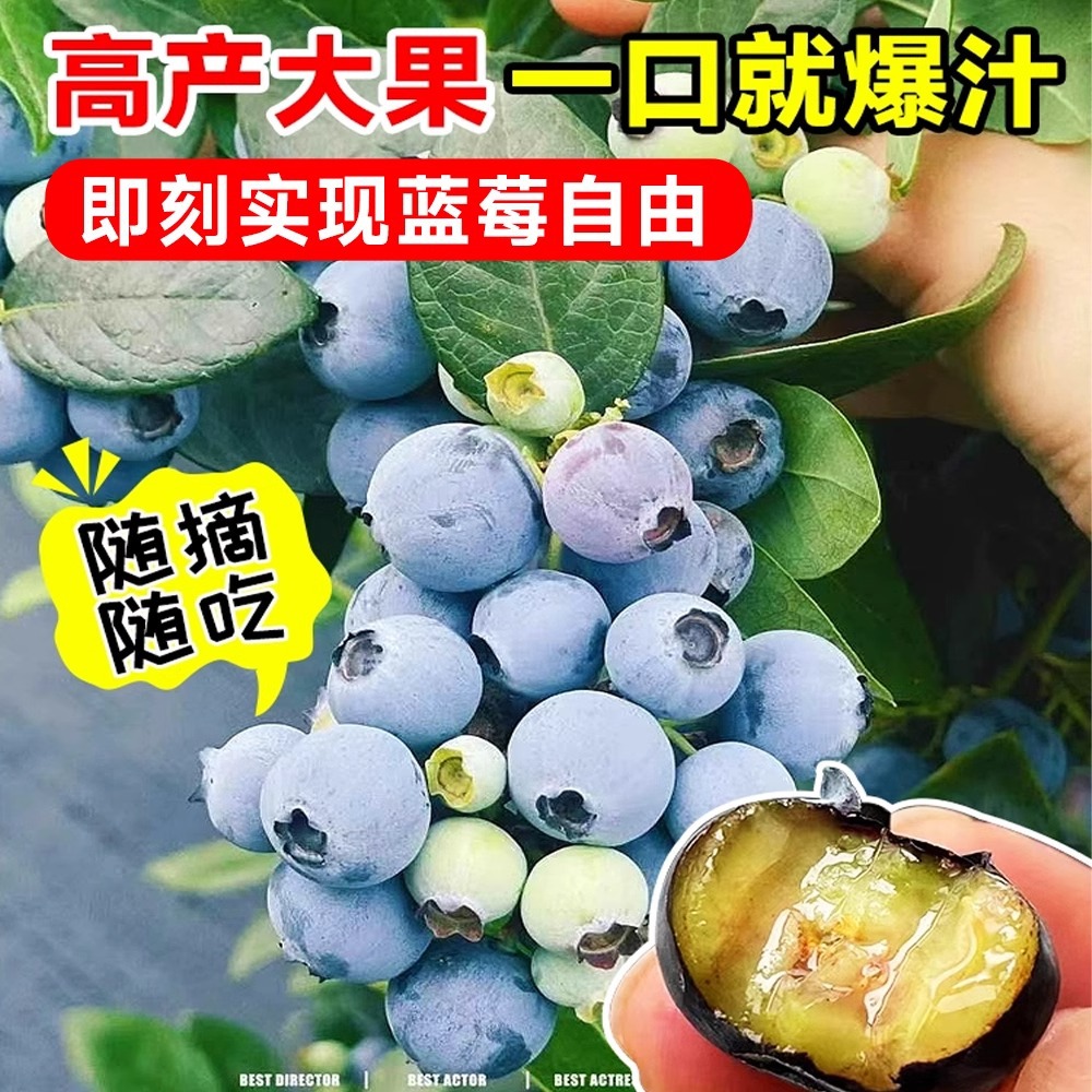 Extra Large Fruit Blueberry Tree Seedlings Potted Ground Planting with Fruit Shipped to the North and South for All Year Round Fruiting Cold-Resistant Blueberry Seedlings