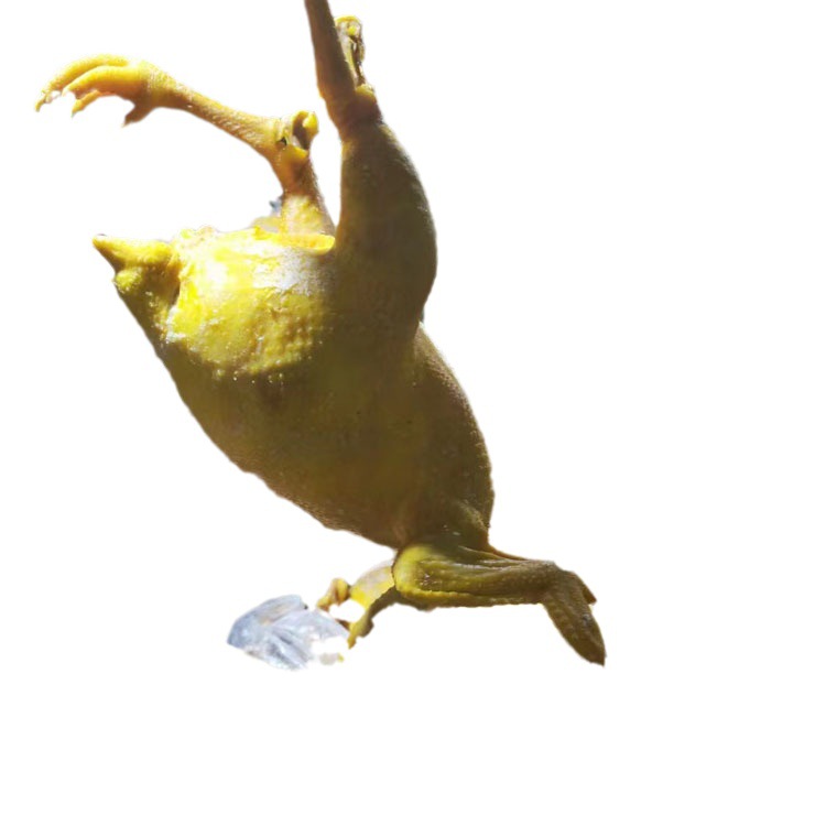 Salt-Baked Chicken Street Stall Cooked Food Wholesale Manufacturer's Source of Braised Hand-Shredded White-Cut Whole Salt-Baked Chicken Legs Factory Source