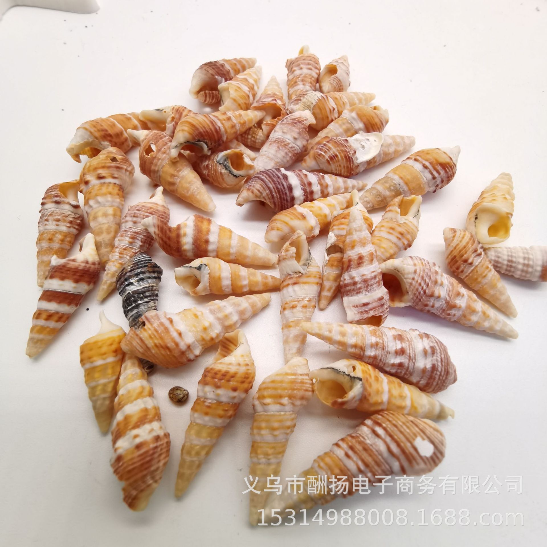 White small shell conch snow Shell natural rice snail DIY ocean bottle material small starfish micro landscape landscaping accessories
