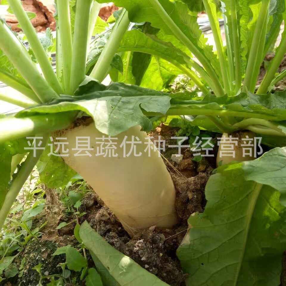 Wholesale Vegetable Garden Vegetable Seeds Short-Leaf Thirteen Early Radish 25g Potted Balcony Yard Rapeseed Manufacturer Supply