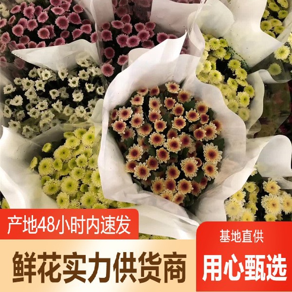 Оптовая продажа мелких ромашек из Куньминга для свадебных букетов