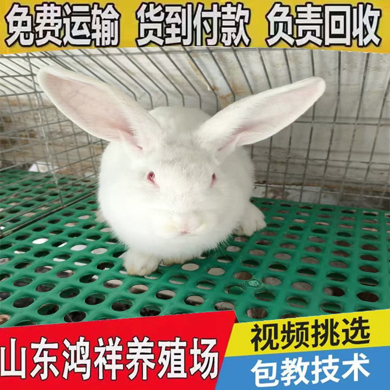 Manufacturer Low Price Xizang Incense High Quality Meat Rabbit New Zealand Meat Rabbit Price Hongxiang Rabbit Farm Wholesale Breeding Rabbit