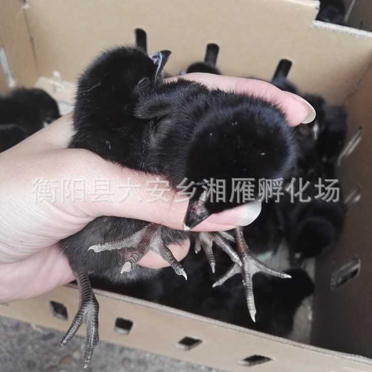 Broiler Chicken Seedlings Grow Fast, Black Chicken Female Seedlings, Large-Sized Broiler Chickens, Fast-Growing Large-Sized Male Seedlings, Fast-Growing Feathers, and Black Chicken Males