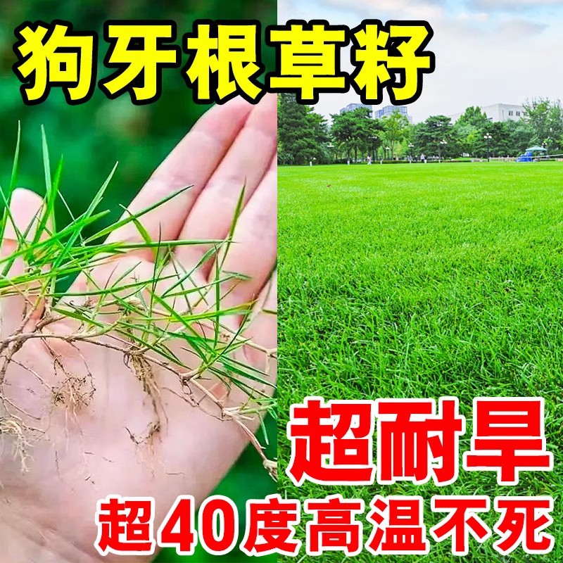 Dog Tooth Root Lawn Grass Seeds Shelled Shelled Seeds All Year Round Evergreen Drought-Resistant Cold Greening Slope Protection Soil-Fixing Grass Seeds