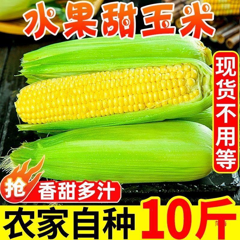 Now pick fresh fruit corn 10kg raw instant sweet corn cobs fried pulp sweet glutinous corn rice vegetables postage