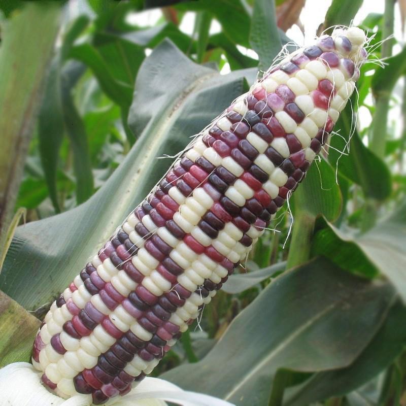 Sweet Glutinous Flower, Sweet Glutinous Corn Seeds, Glutinous Corn Seeds, Full Color, Glutinous Fragrance, High-Yielding Fruit, Super Sweet
