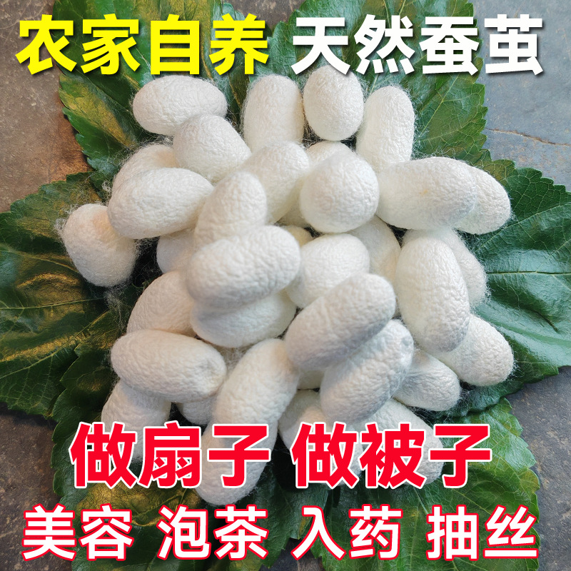 Естественные коконы шелкопряда с фермы, которые можно использовать для изготовления одеял и вееров. DIY двойные высушенные коконы для медицинской красоты и сушки