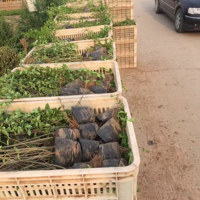 Small-Leaf Ligustrum Seedlings Are Evergreen in All Seasons. Small-Leaf Ligustrum Greening Project Color Slope Protection Clusters. Golden-Leaf Ligustrum Potted Plants